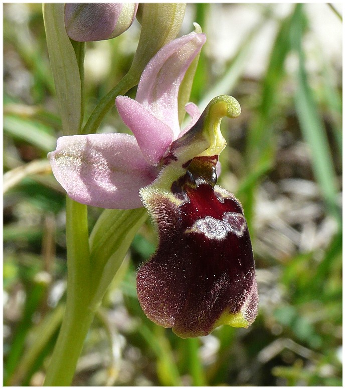 IBRIDO O.biscutella x O.tenthredinifera